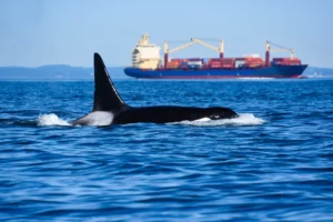 An orca swimming in open water in the foreground with a large cargo vessel in the background